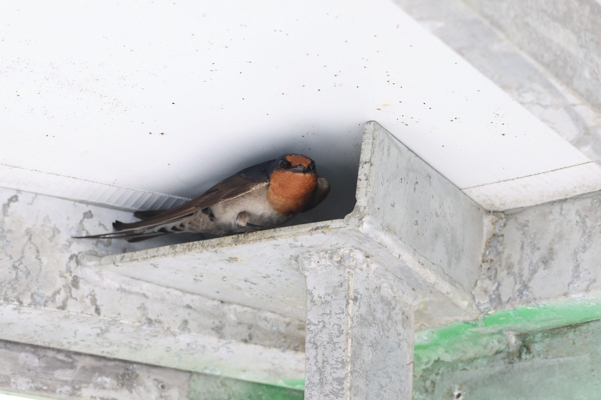 Welcome Swallow - ML612624431