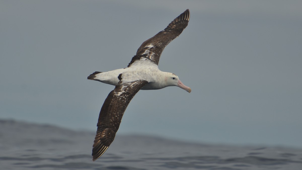 Antipod Gezgin Albatrosu - ML612624446