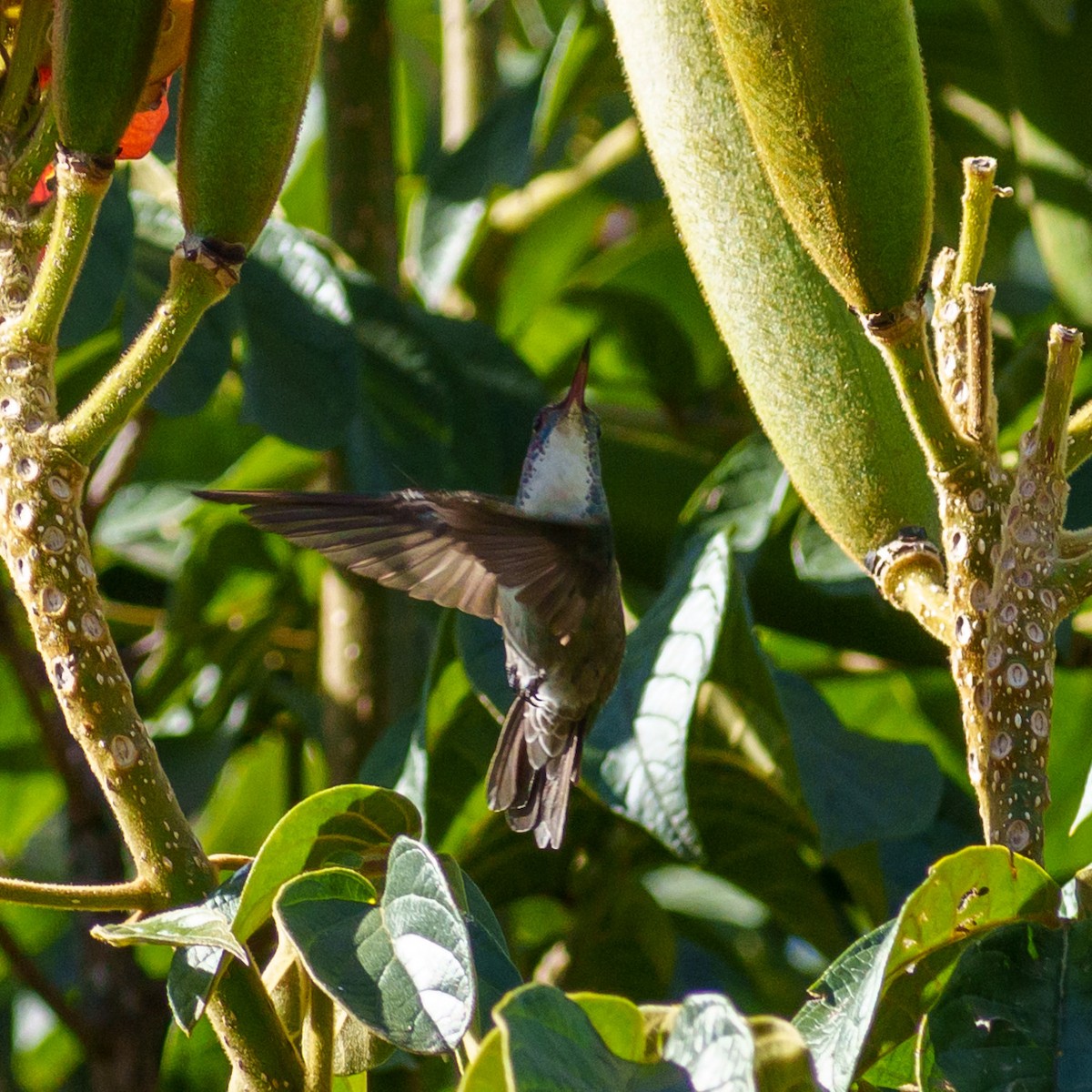 Azure-crowned Hummingbird - Cyril Duran