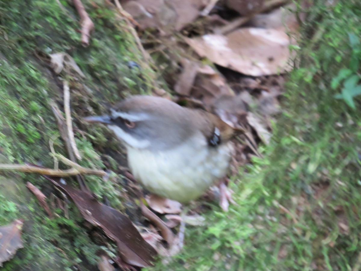 White-browed Scrubwren - Rolo Rodsey