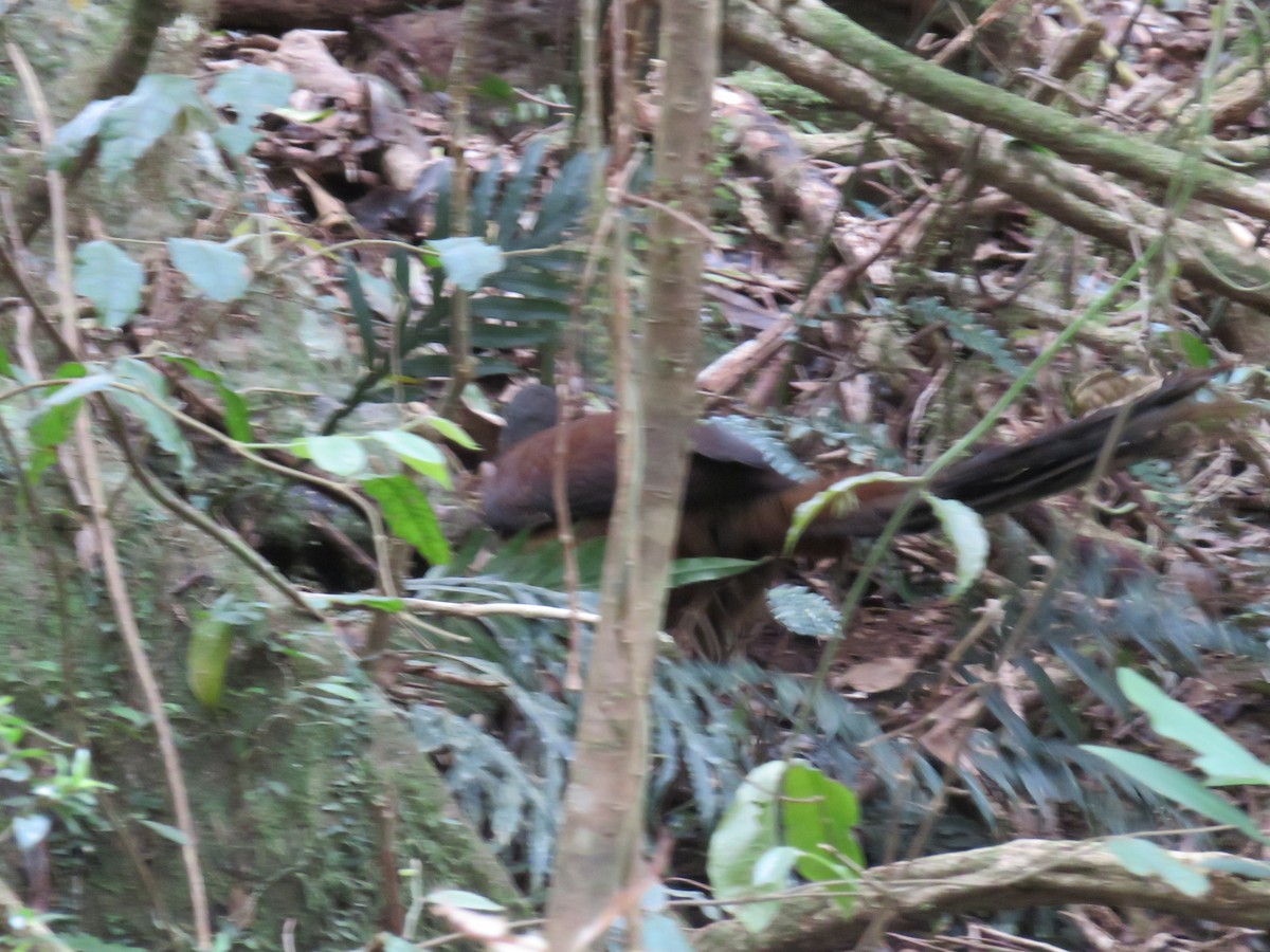 Albert's Lyrebird - Rolo Rodsey