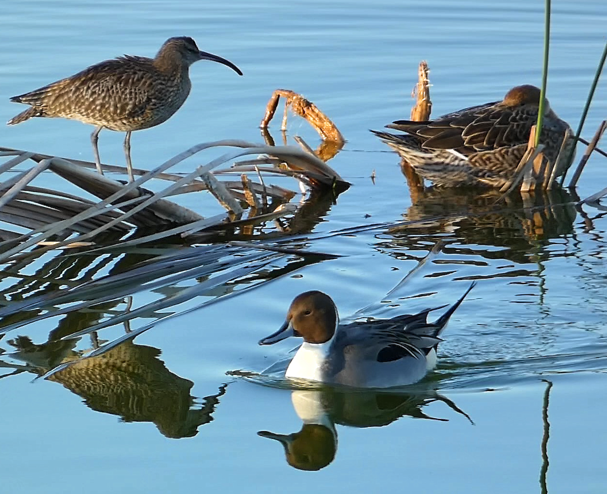 Northern Pintail - Susana Coelho