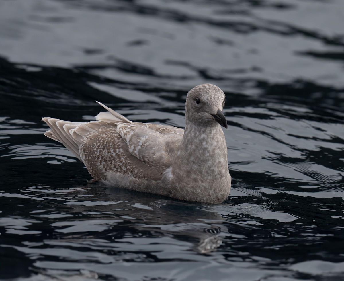 Glaucous-winged Gull - Henry Chiu