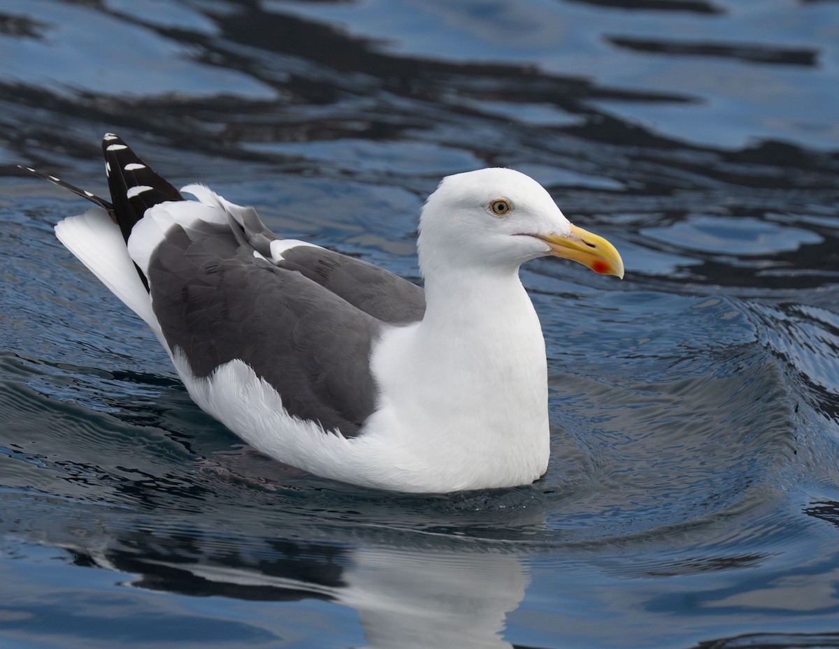 Western Gull - Henry Chiu