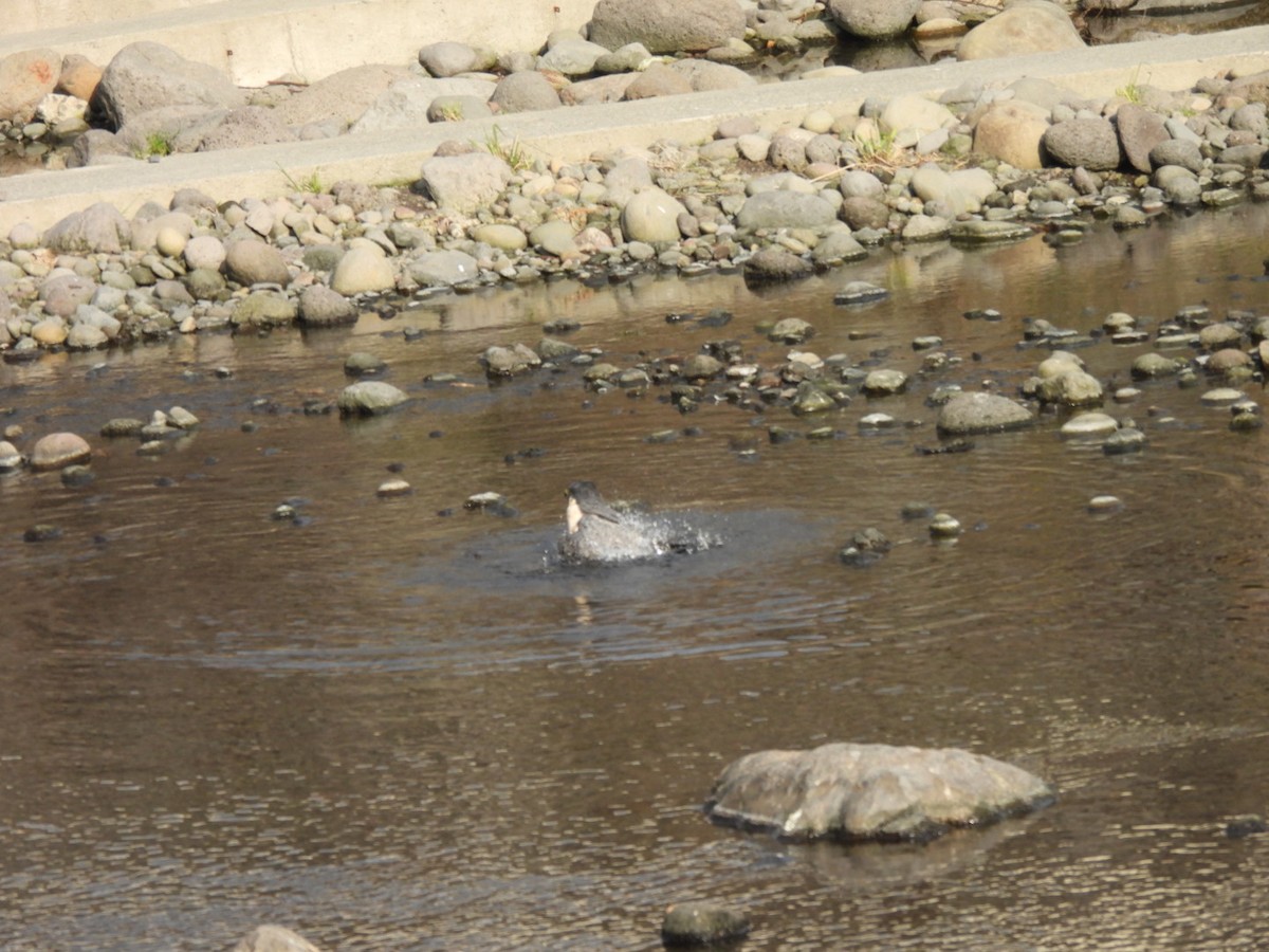 Peregrine Falcon - ML612624537