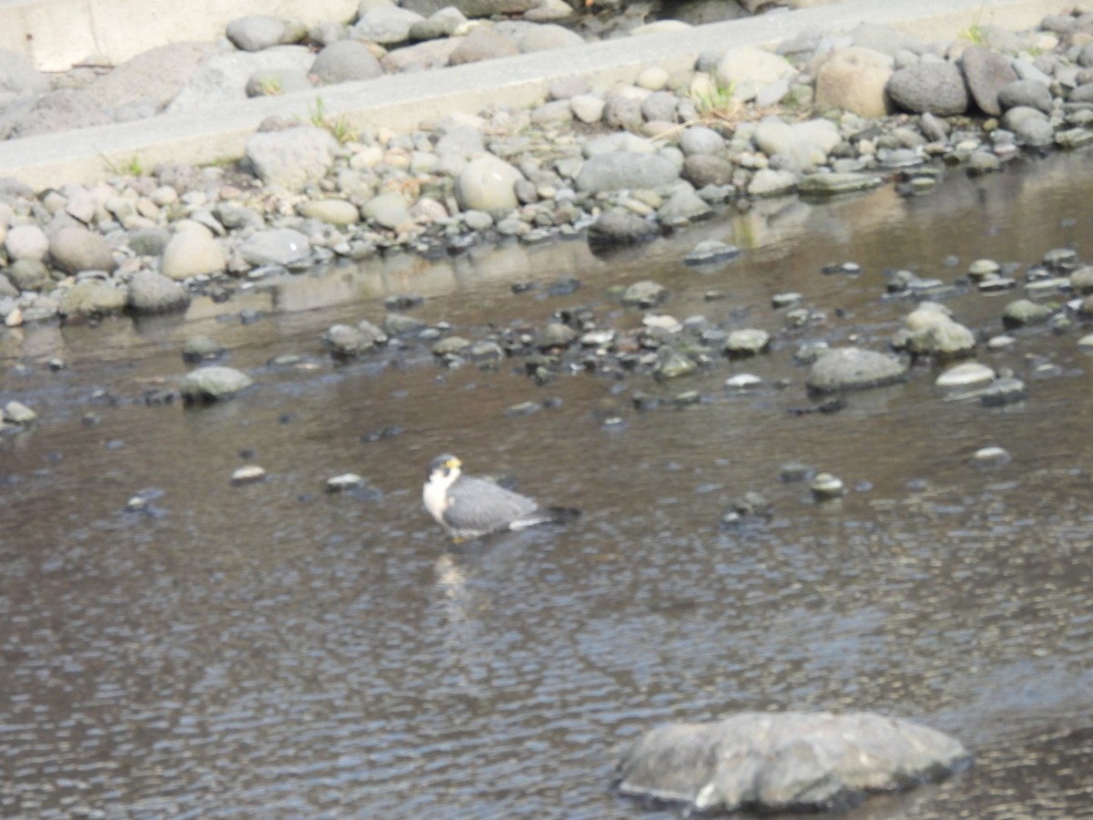 Peregrine Falcon - ML612624541