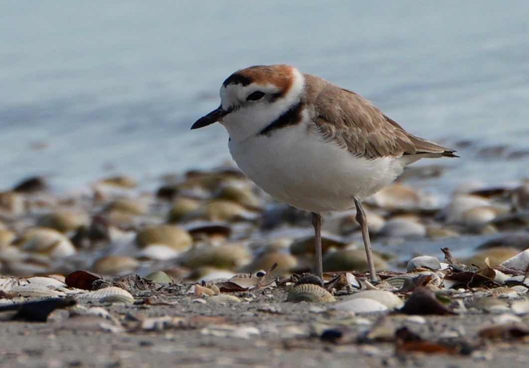 Malaysian Plover - paul griffin