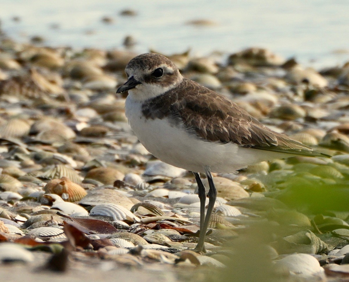 Malaysian Plover - paul griffin