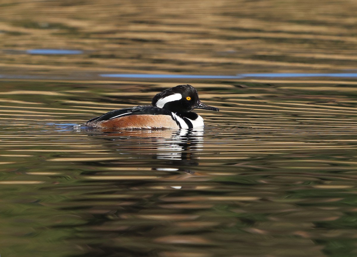 Hooded Merganser - ML612624675