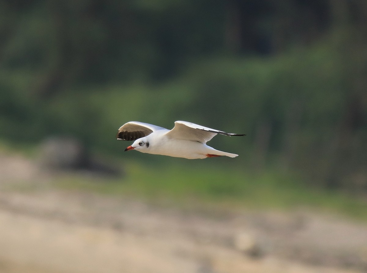 Brown-headed Gull - Afsar Nayakkan