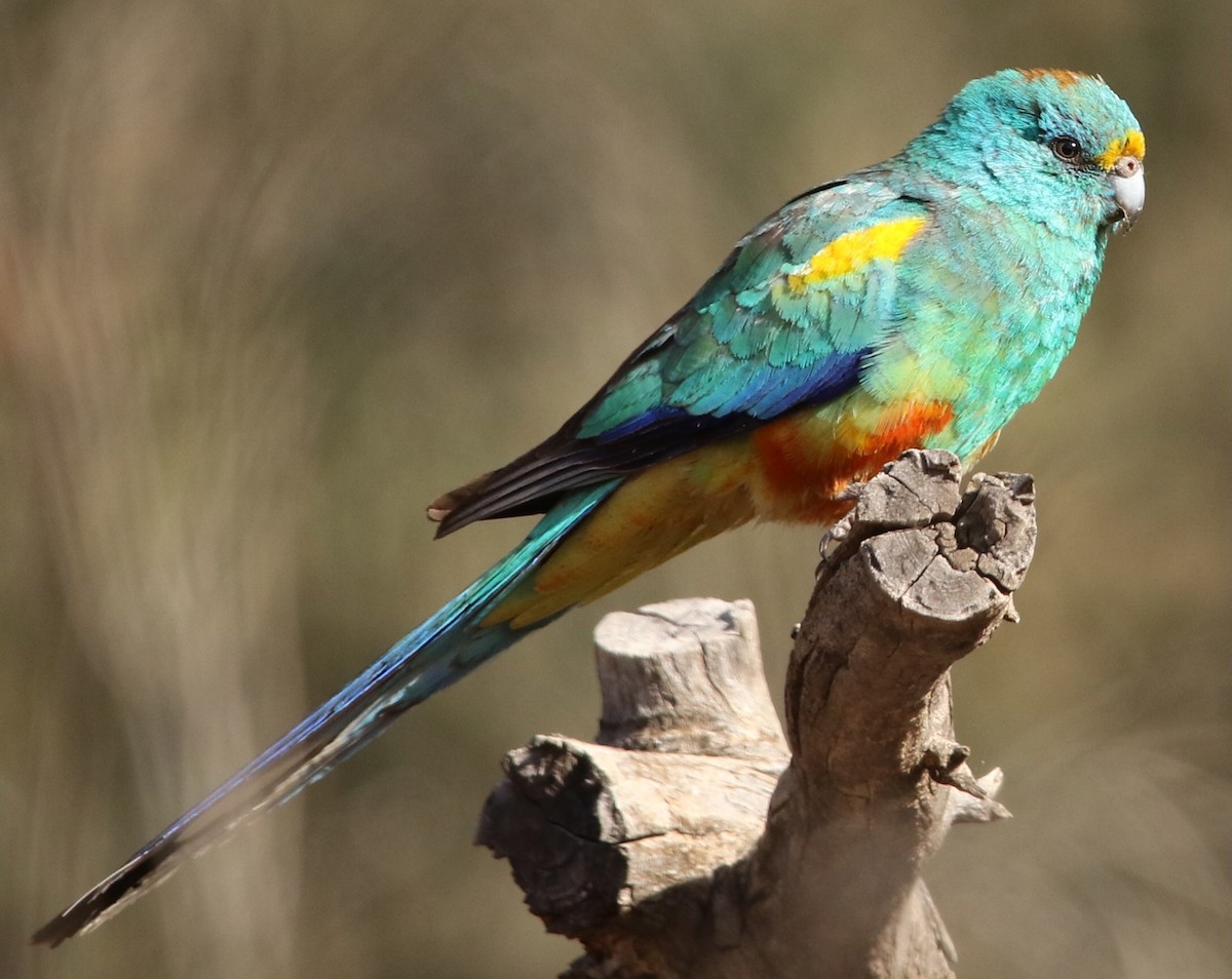 Разноцветный попугайчик - ML612624705