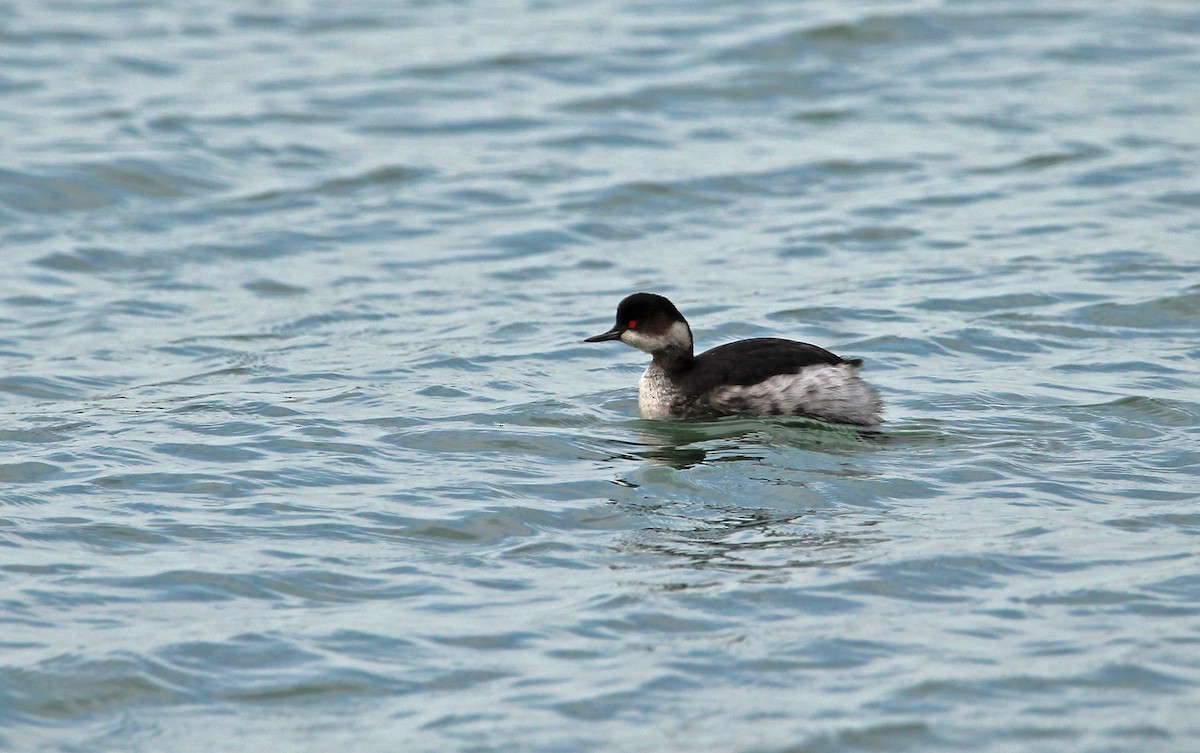 Eared Grebe - ML612624709