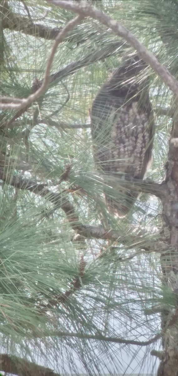 Stygian Owl - ML612624759