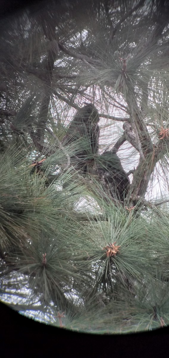 Stygian Owl - ML612624760