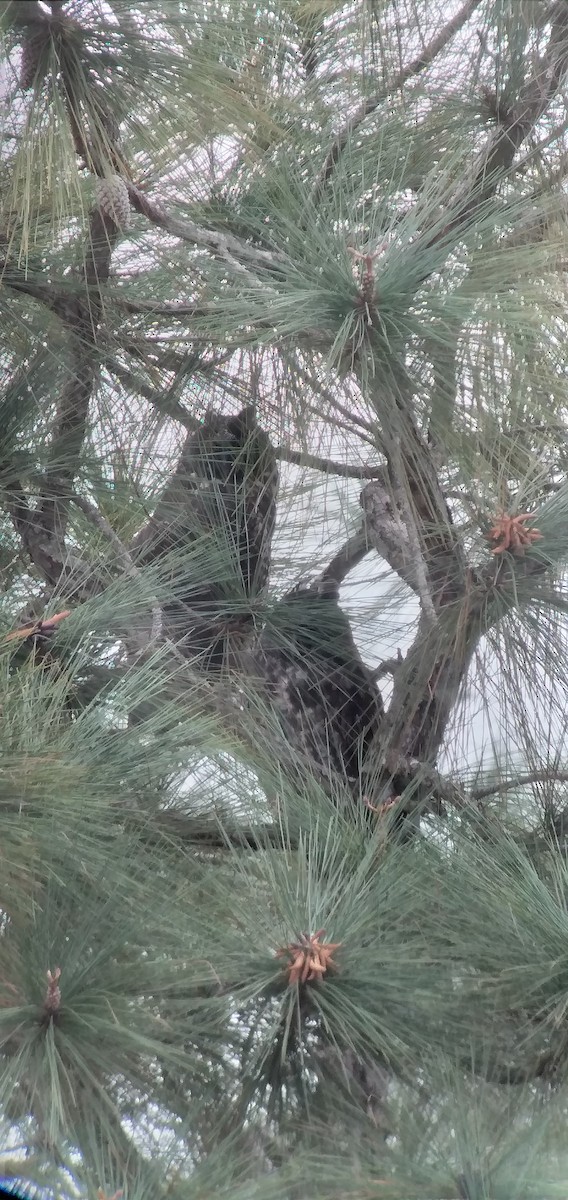 Stygian Owl - ML612624762