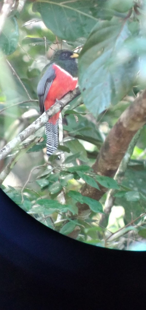 Collared Trogon - ML612624777