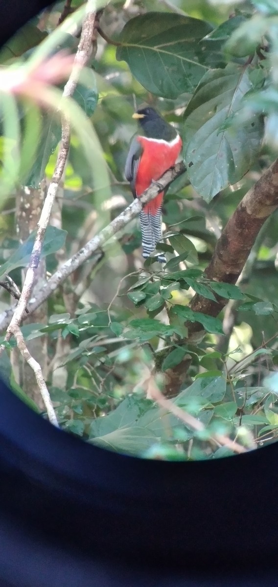 Collared Trogon - ML612624778