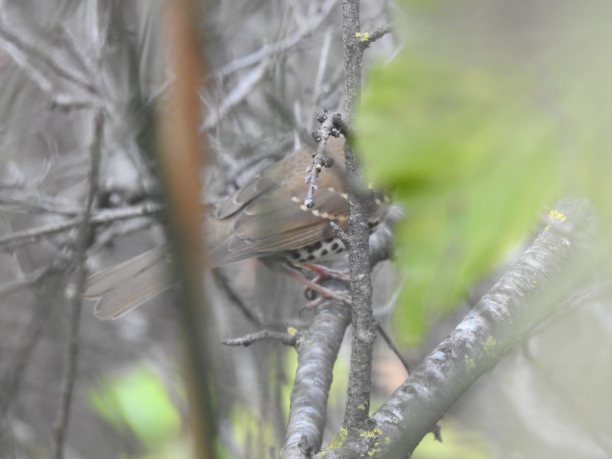 Chinese Thrush - ML612624801