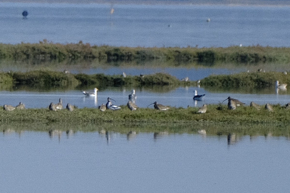 Eurasian Curlew - ML612624823