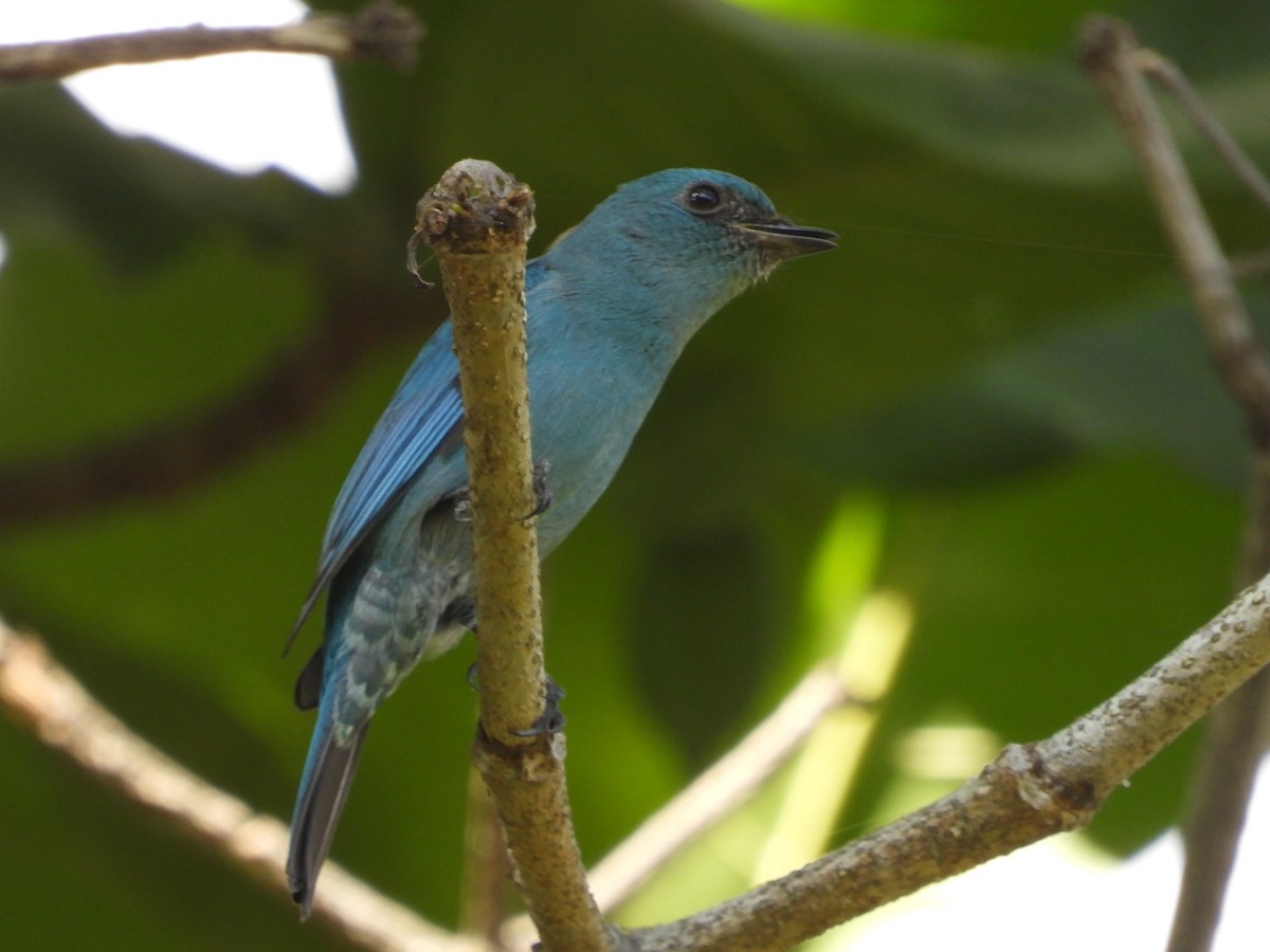 lejsek bleděmodrý - ML612624828