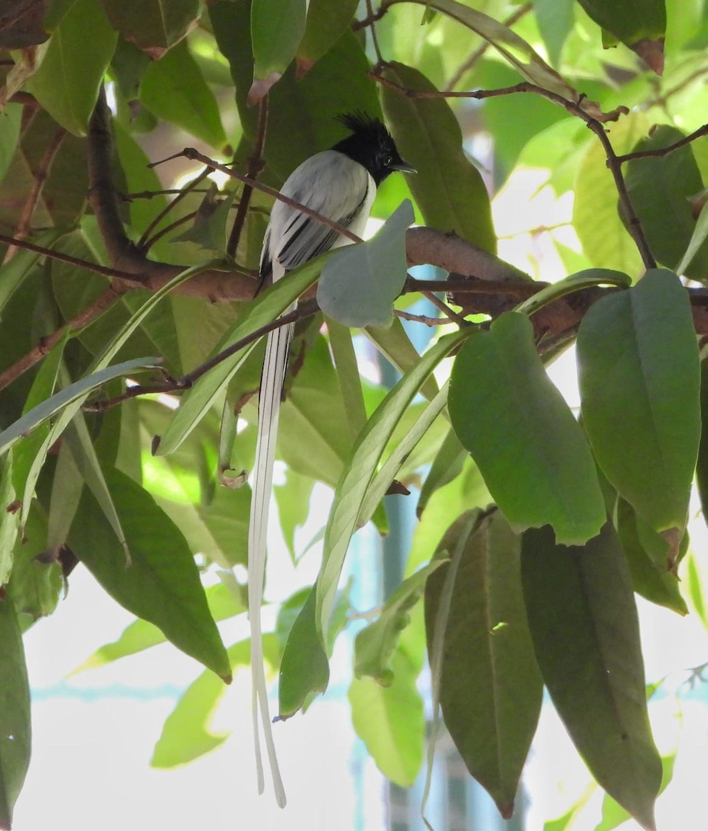 lejskovec rajský - ML612624852