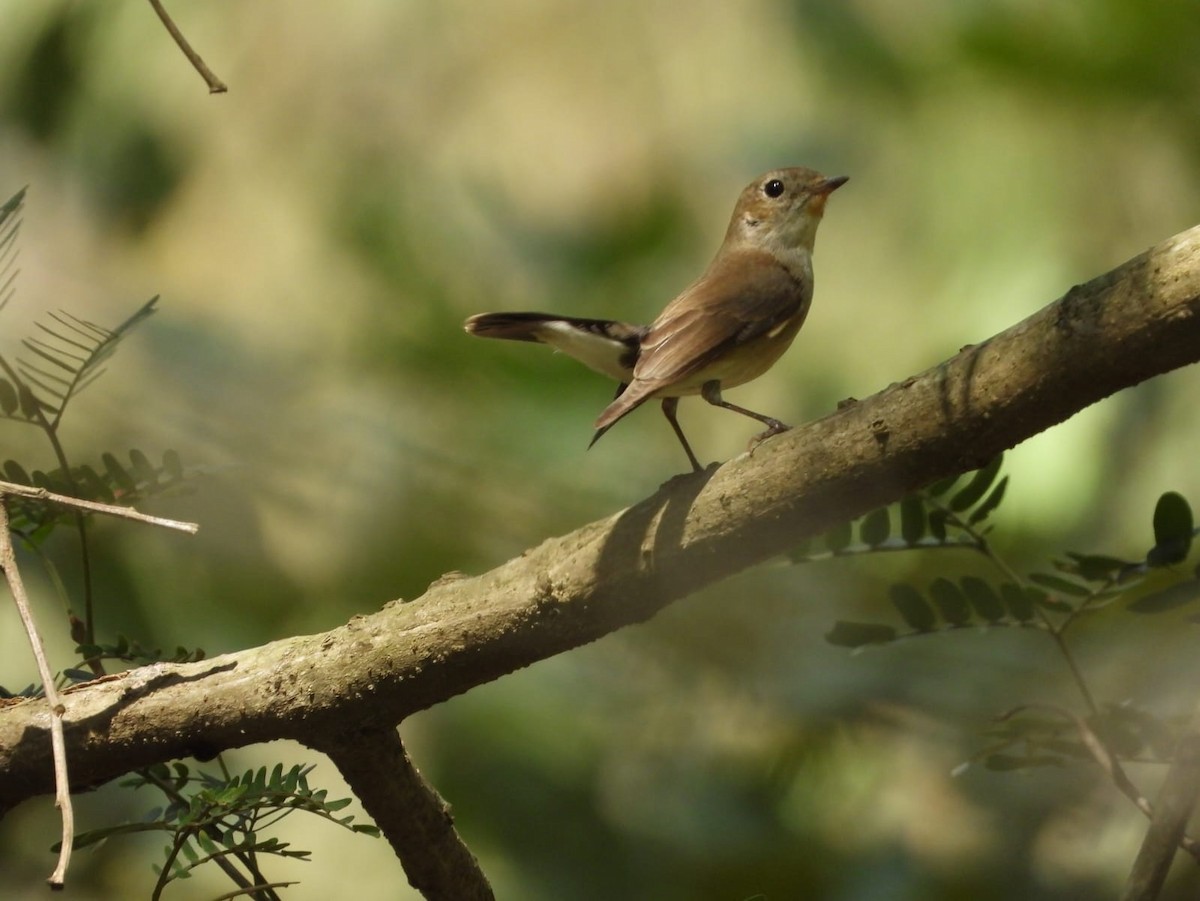lejsek sibiřský - ML612624931