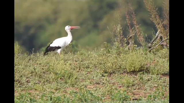 White Stork - ML612624971