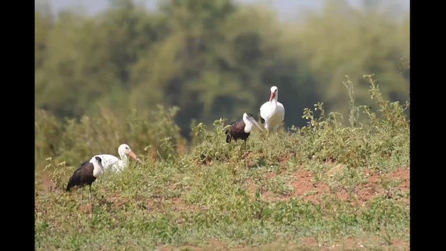 White Stork - ML612624974