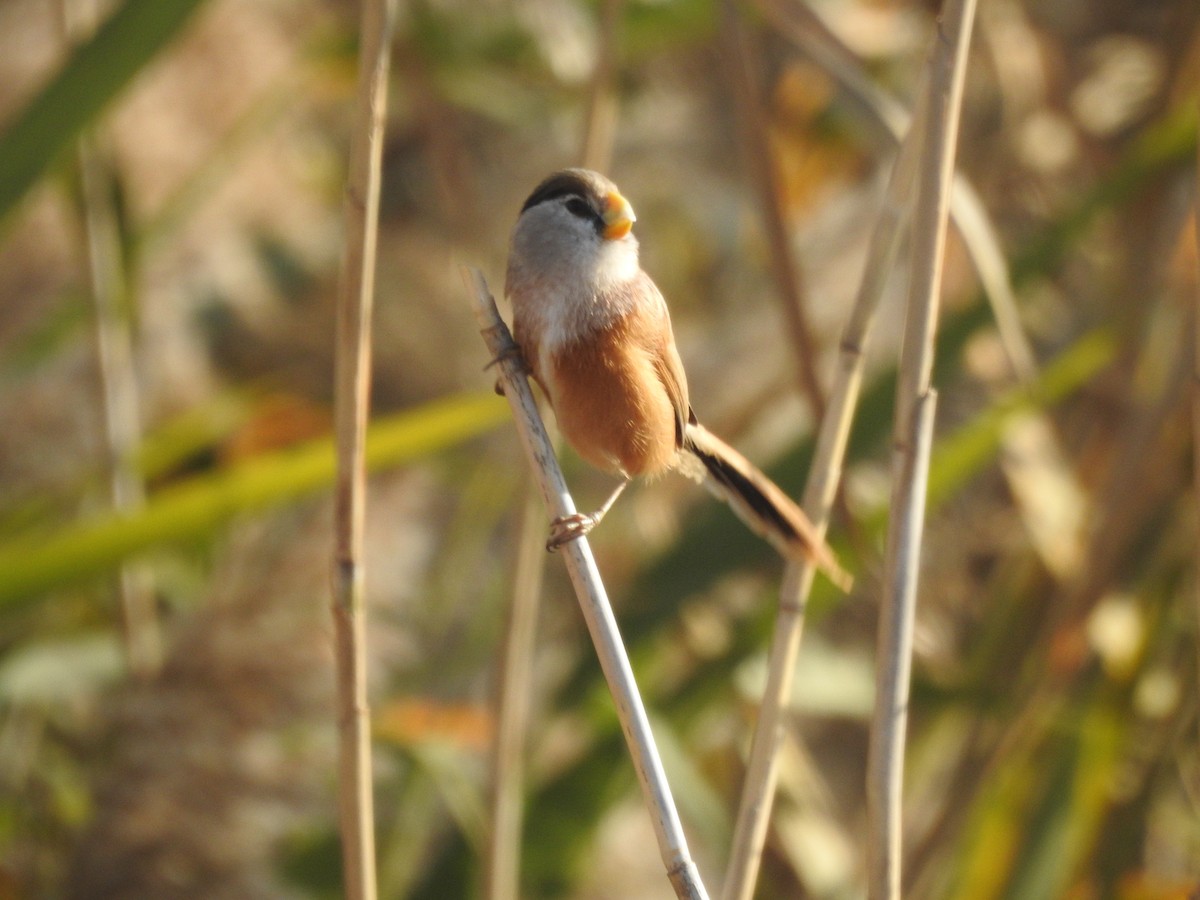 Reed Parrotbill - ML612624998