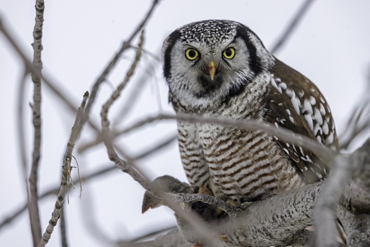 Northern Hawk Owl - ML612625009