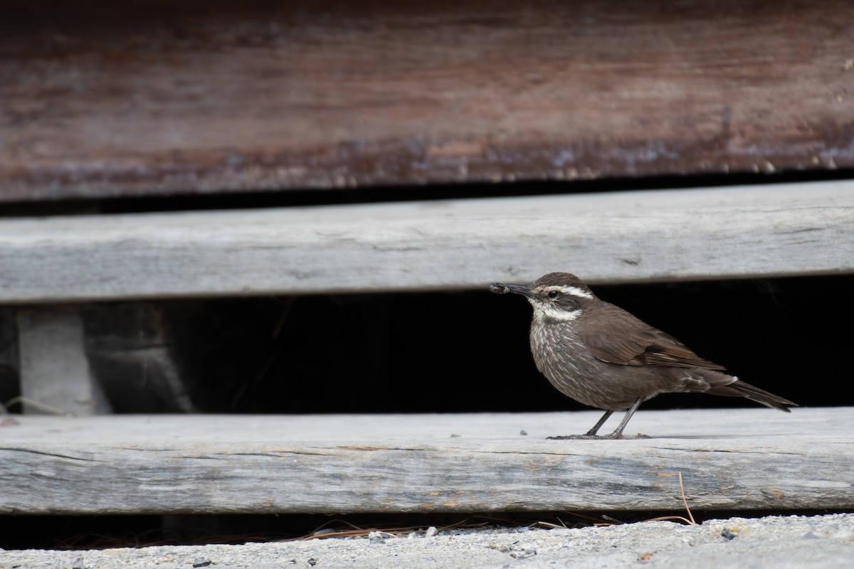 Dark-bellied Cinclodes - ML612625044