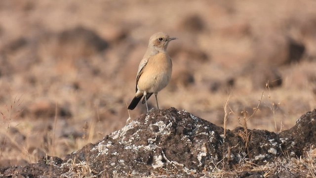 Desert Wheatear - ML612625126