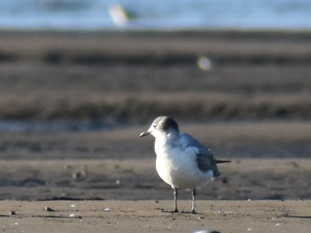 Franklin's Gull - ML612625148