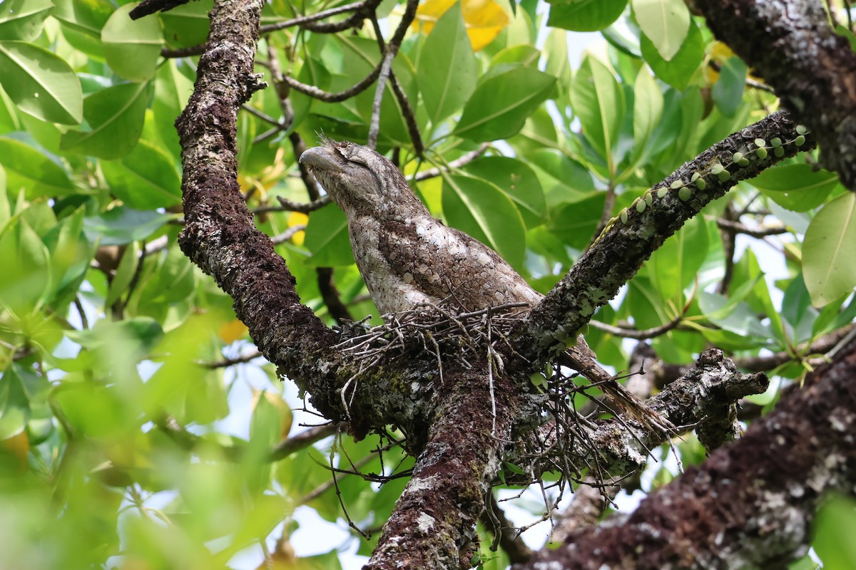 Papuan Frogmouth - 瑞珍 楊
