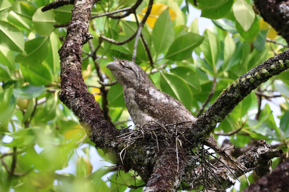 Papuan Frogmouth - 瑞珍 楊