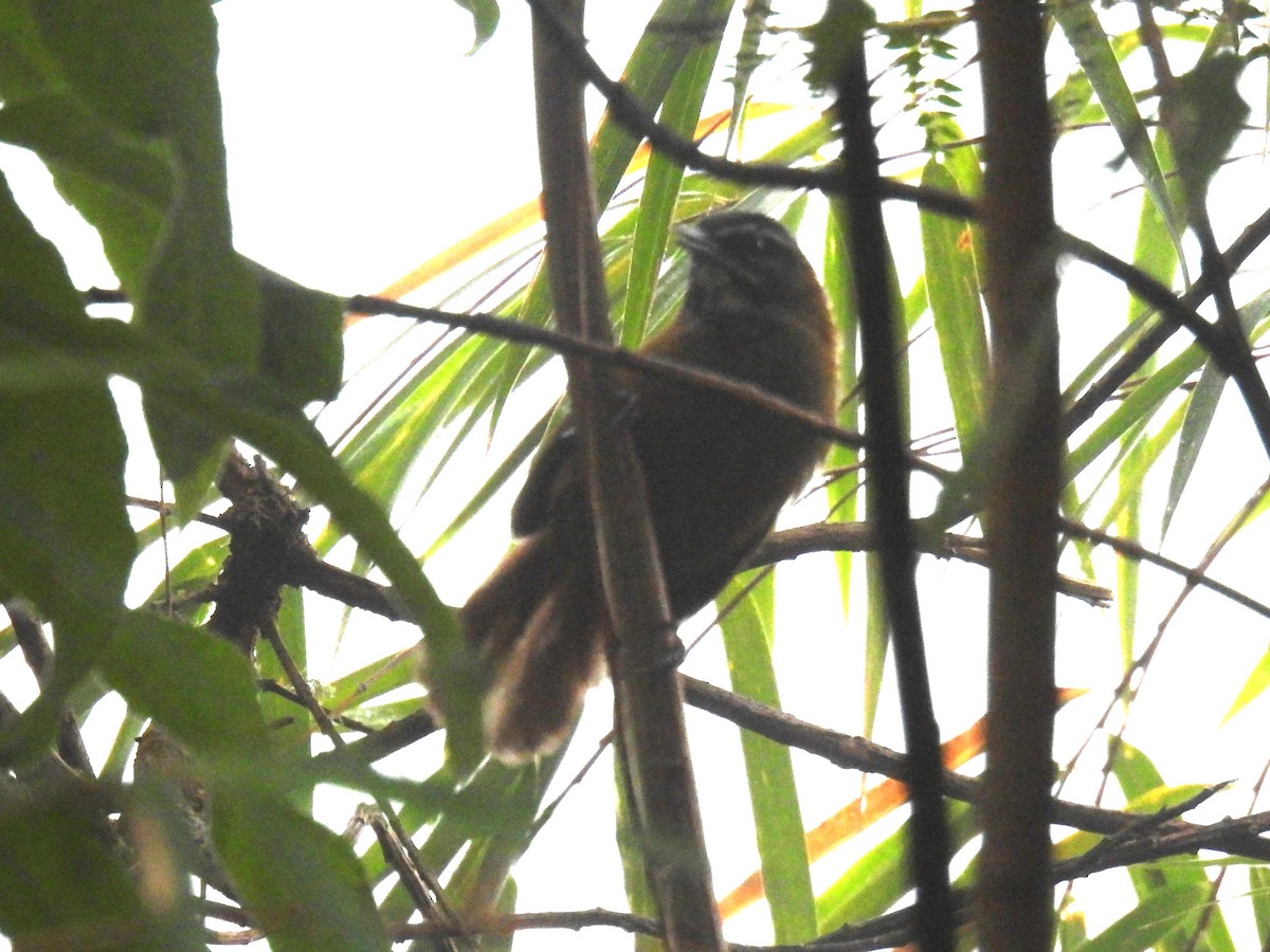 Plain-tailed Wren (Plain-tailed) - ML612625183