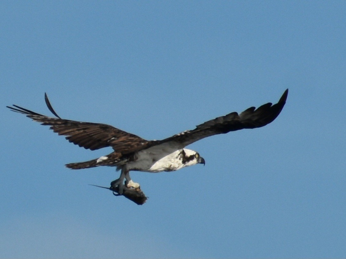 Osprey - ML612625212