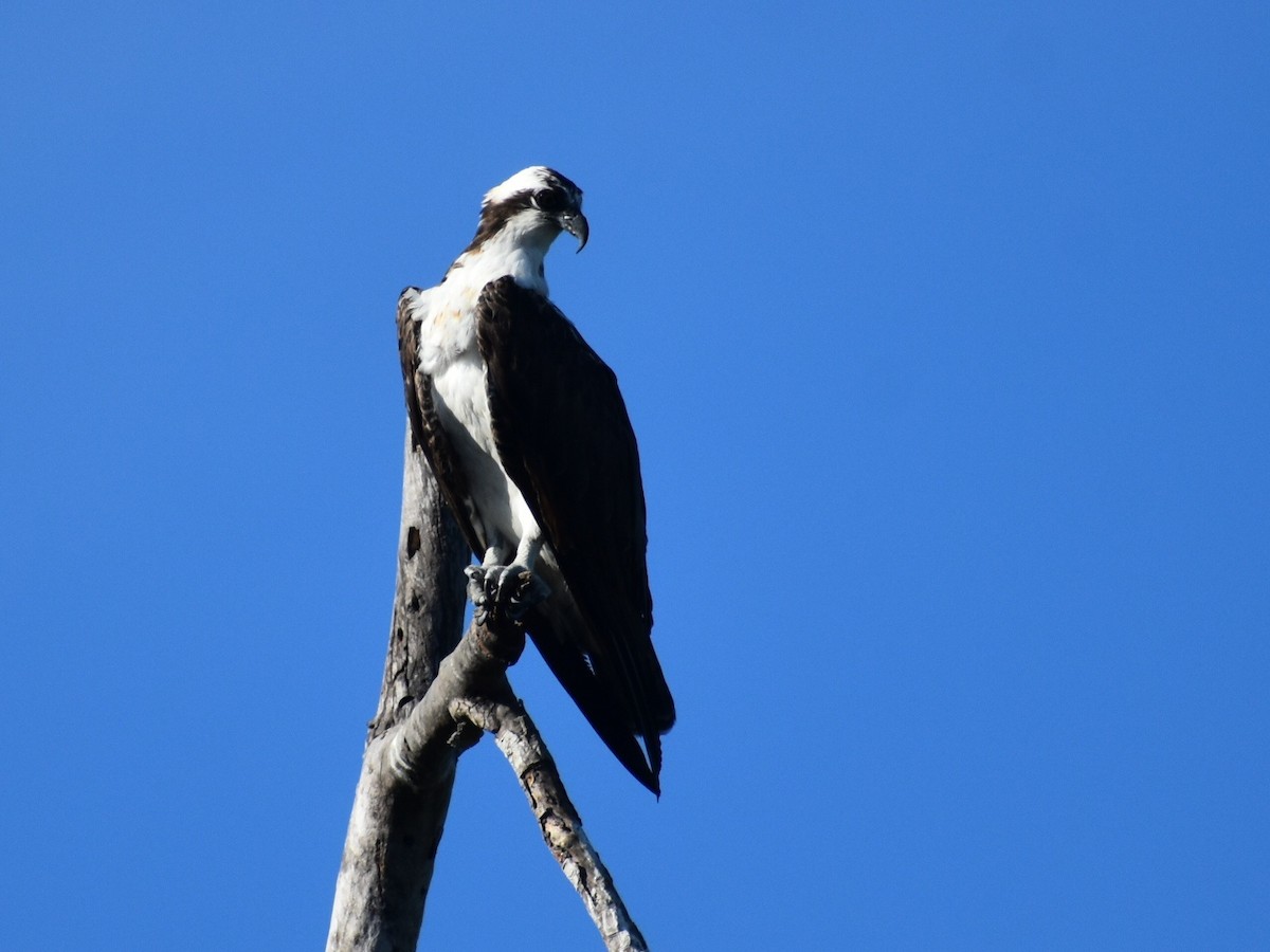 Águila Pescadora - ML612625213