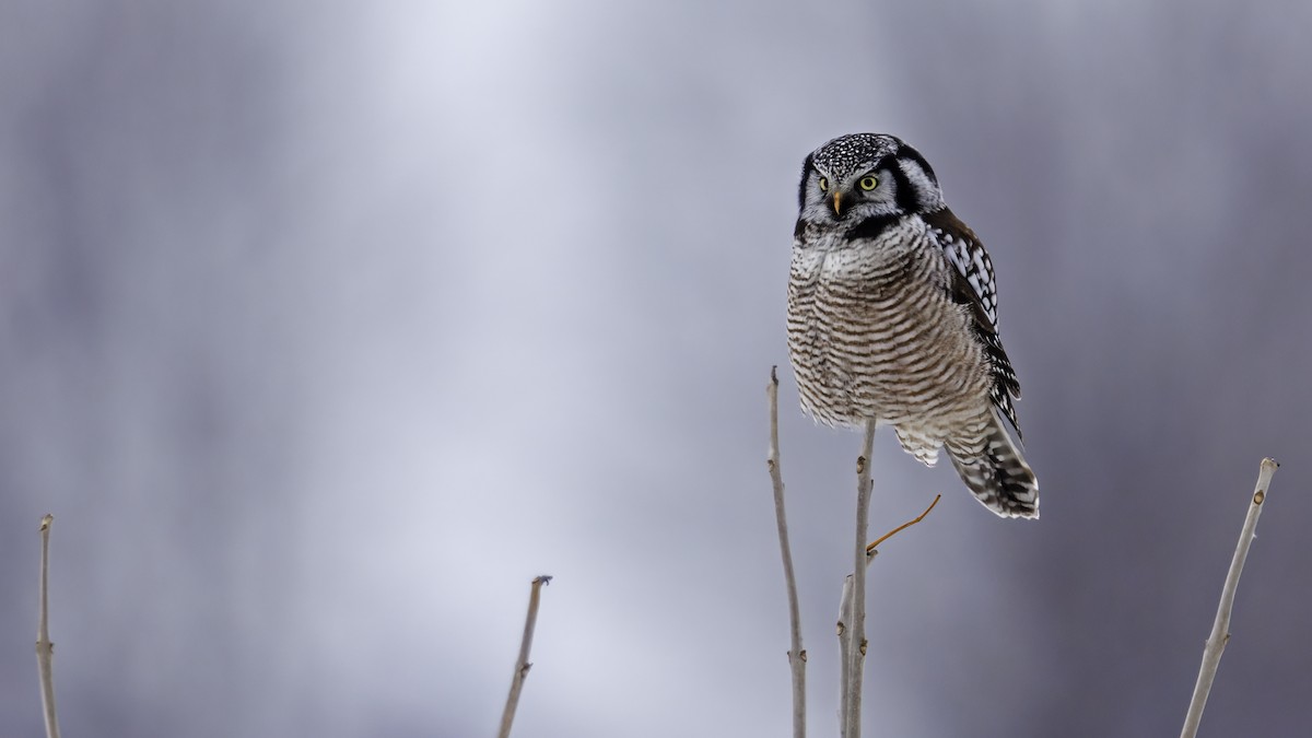 Northern Hawk Owl - ML612625375