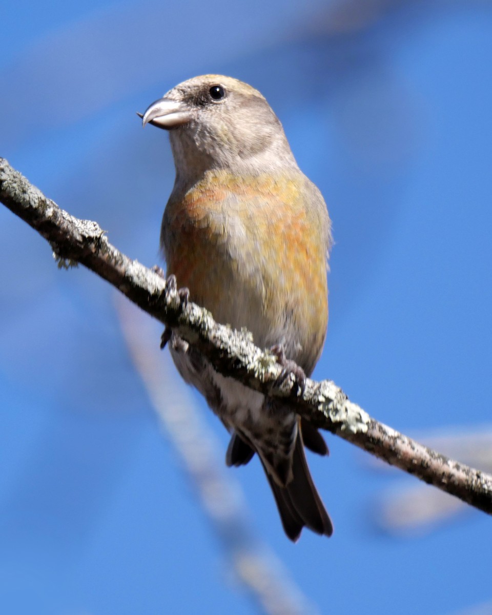 Red Crossbill - ML612625412