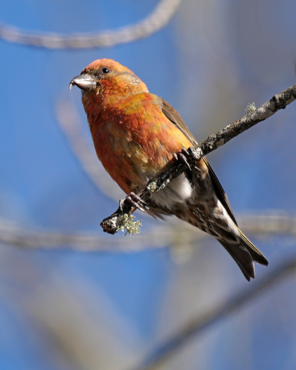 Red Crossbill - ML612625413