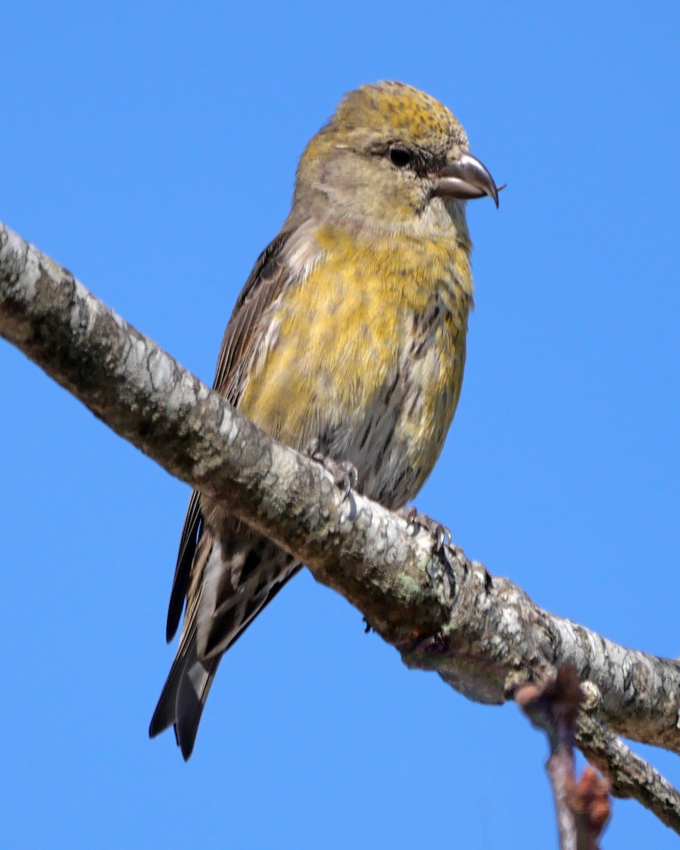 Red Crossbill - ML612625414