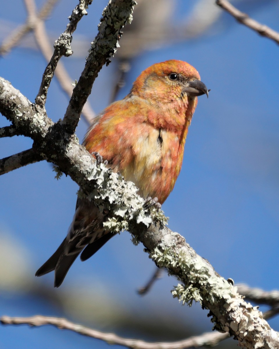 Red Crossbill - ML612625415