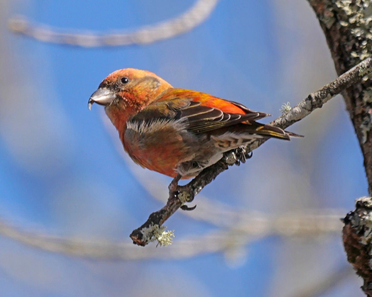 Red Crossbill - ML612625416