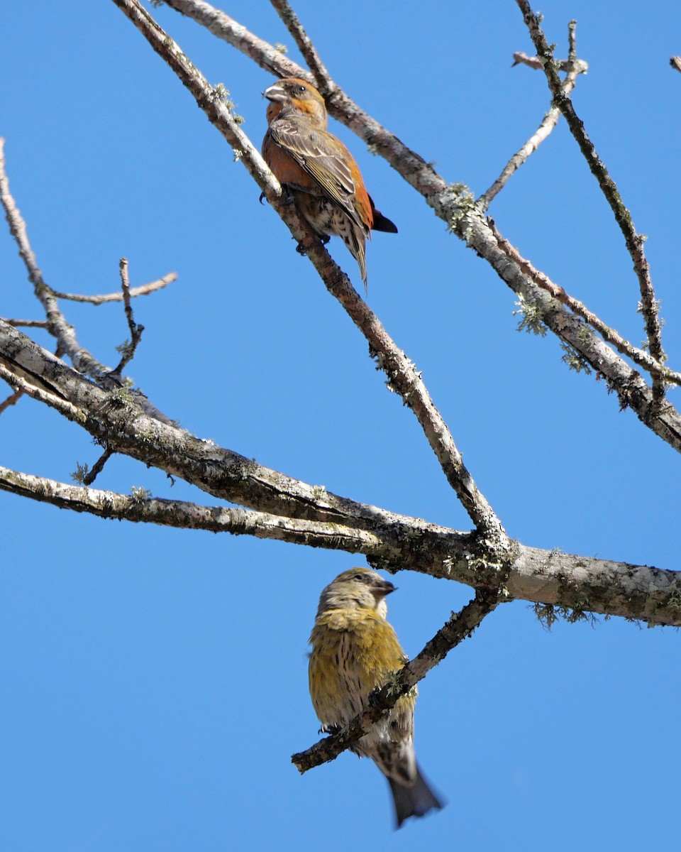 Red Crossbill - ML612625417