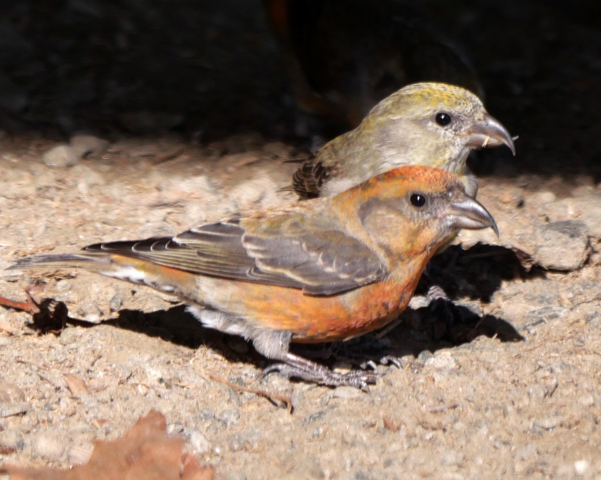 Red Crossbill - ML612625418