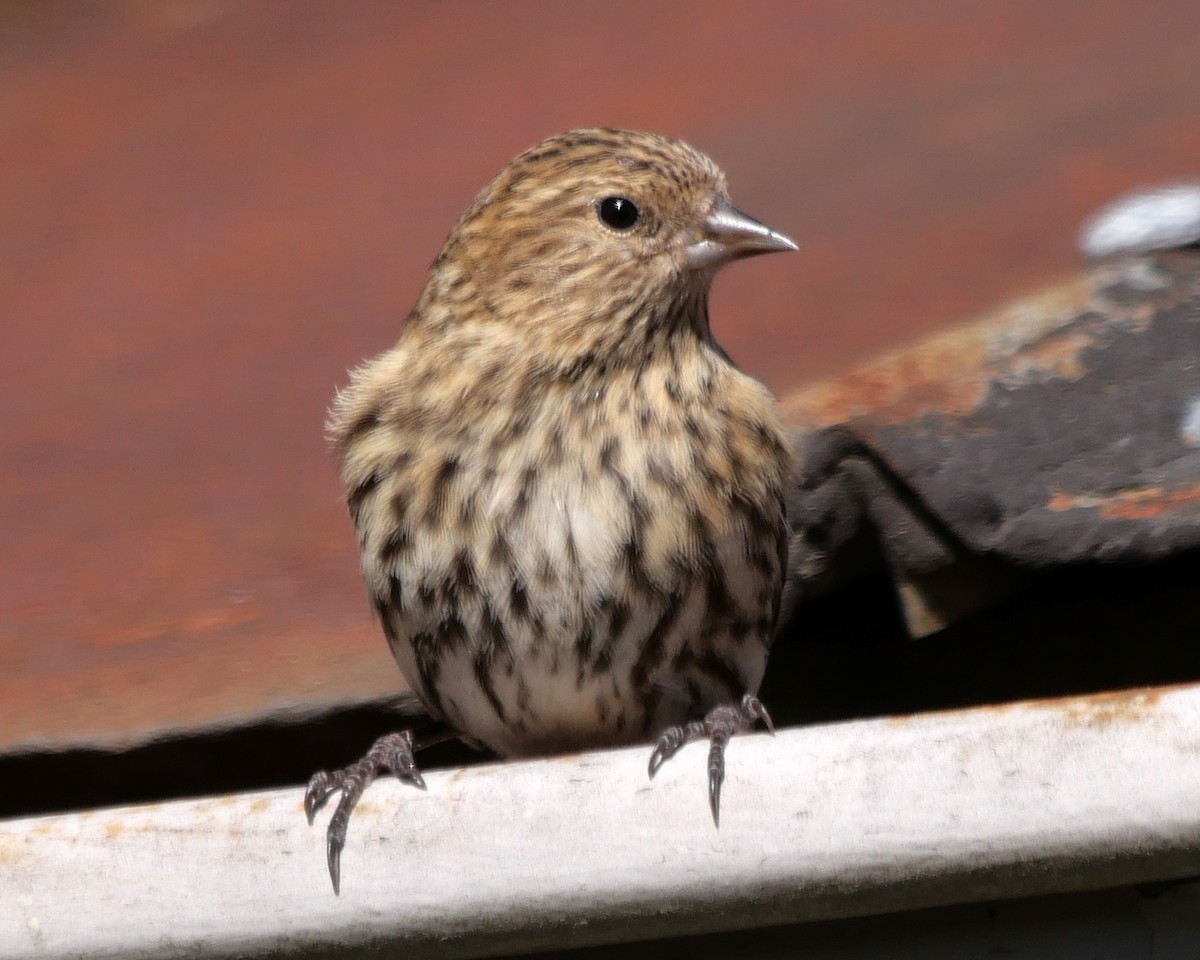 Pine Siskin - ML612625423