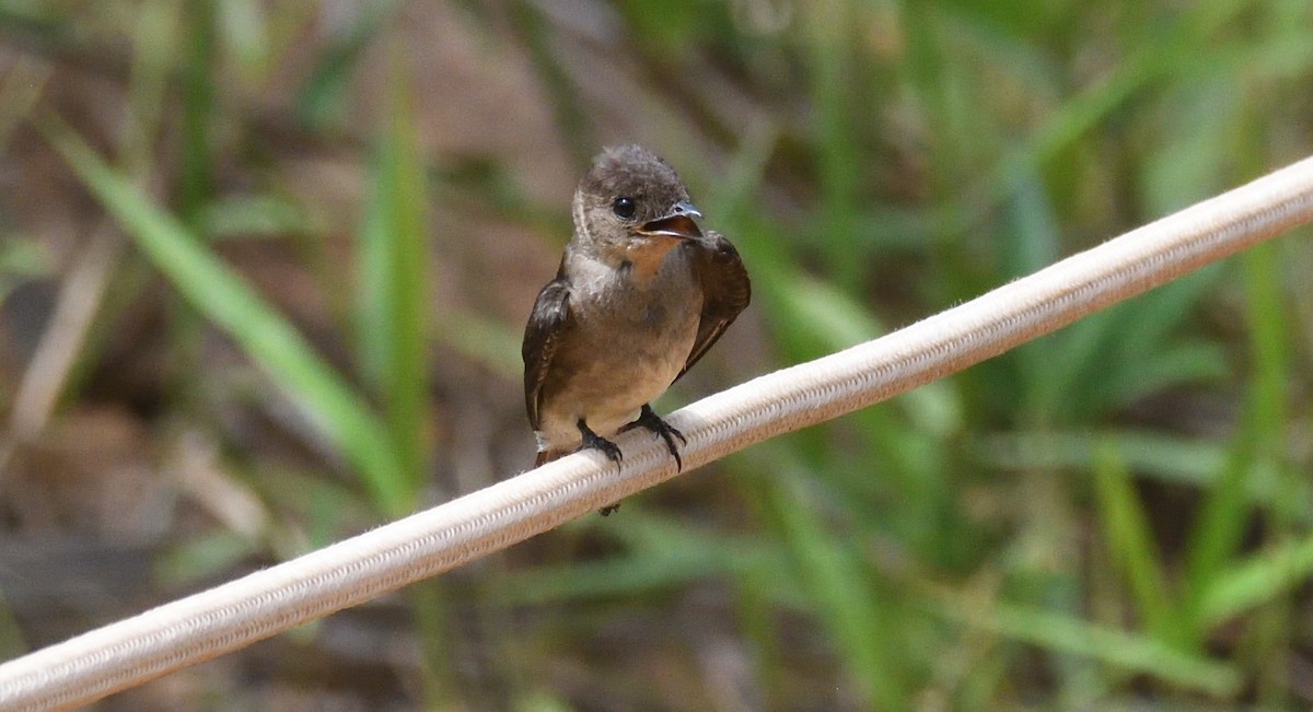 Southern Rough-winged Swallow - ML612625465