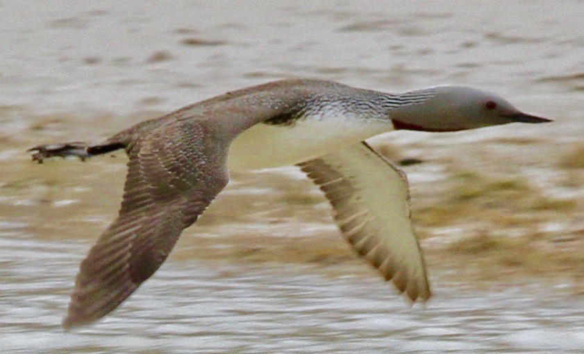Red-throated Loon - ML612625480