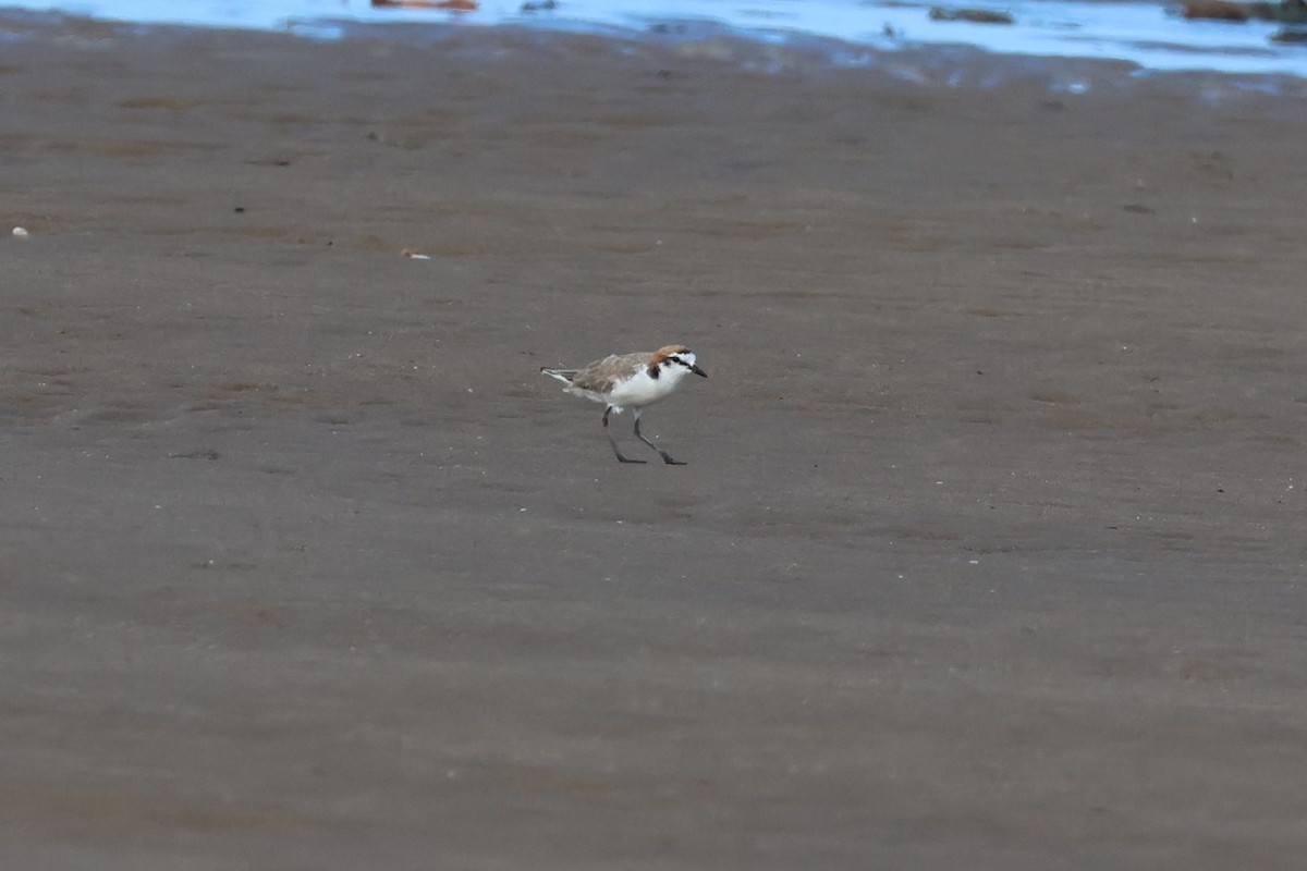 Red-capped Plover - 瑞珍 楊